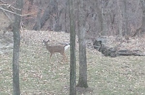 15-03-24 deer